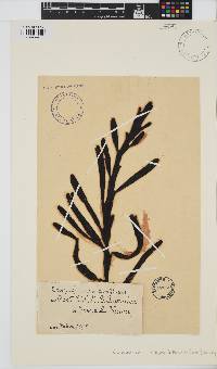 Carpoglossum confluens image