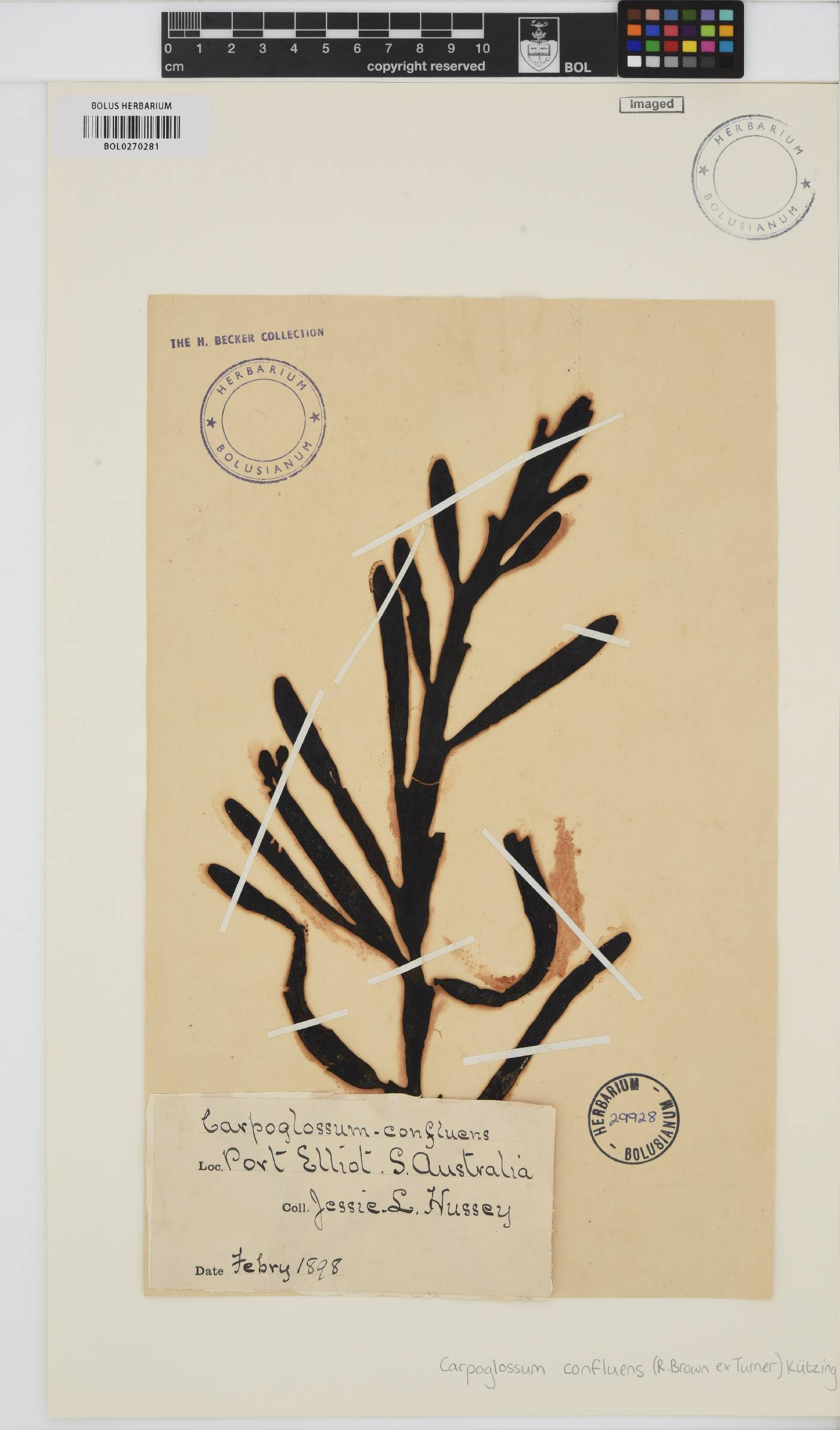 Carpoglossum image
