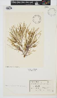 Carpomitra costata image