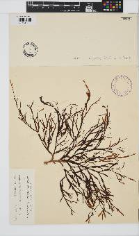 Image of Carpomitra halyseris