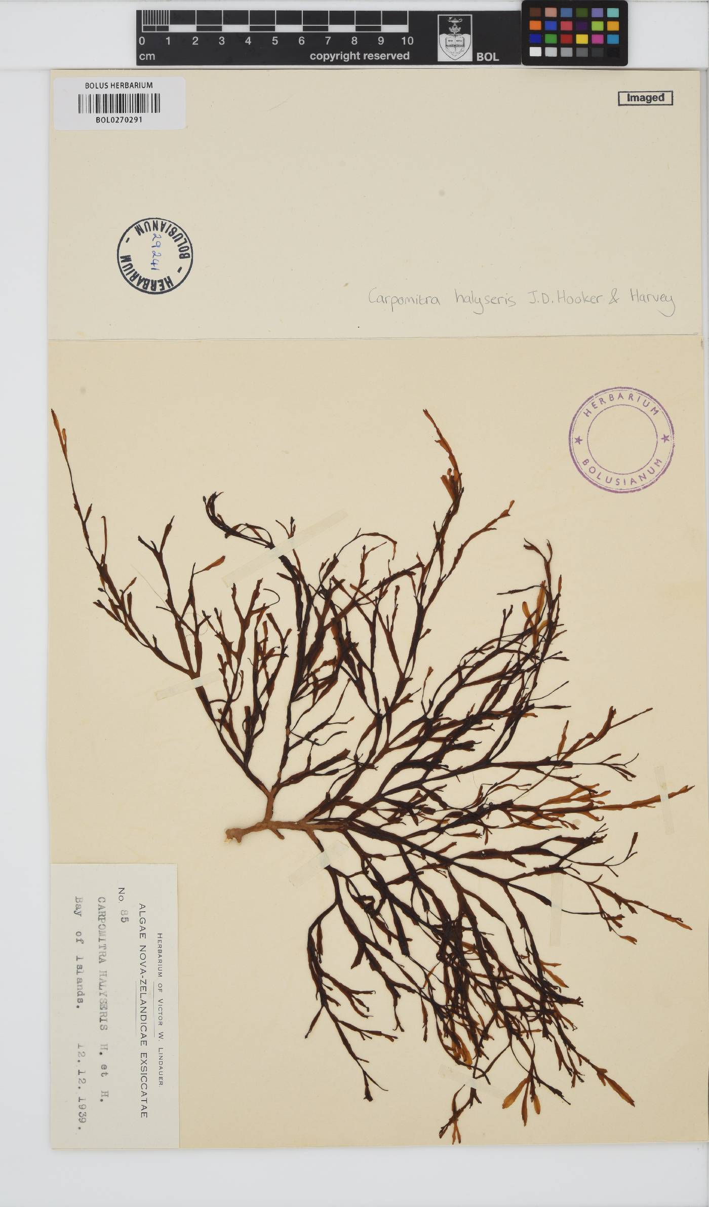 Carpomitra halyseris image