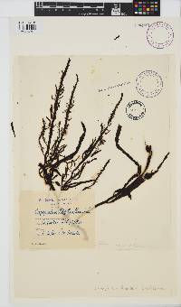Image of Carpophyllum flexuosum
