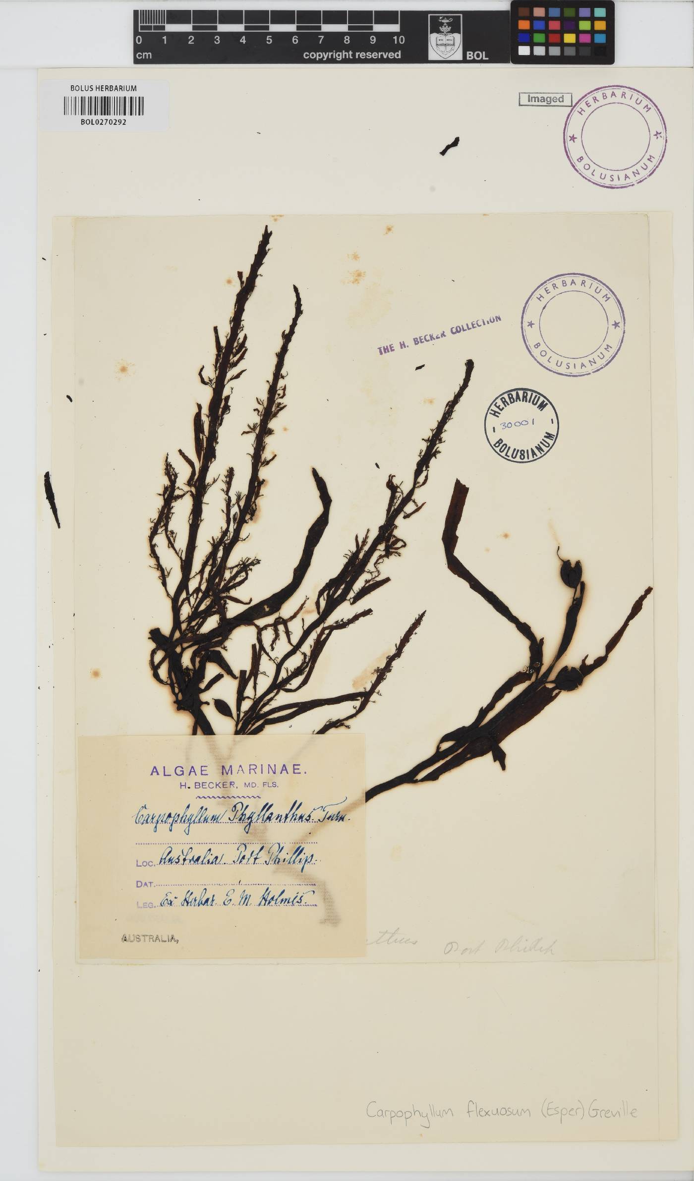 Carpophyllum flexuosum image