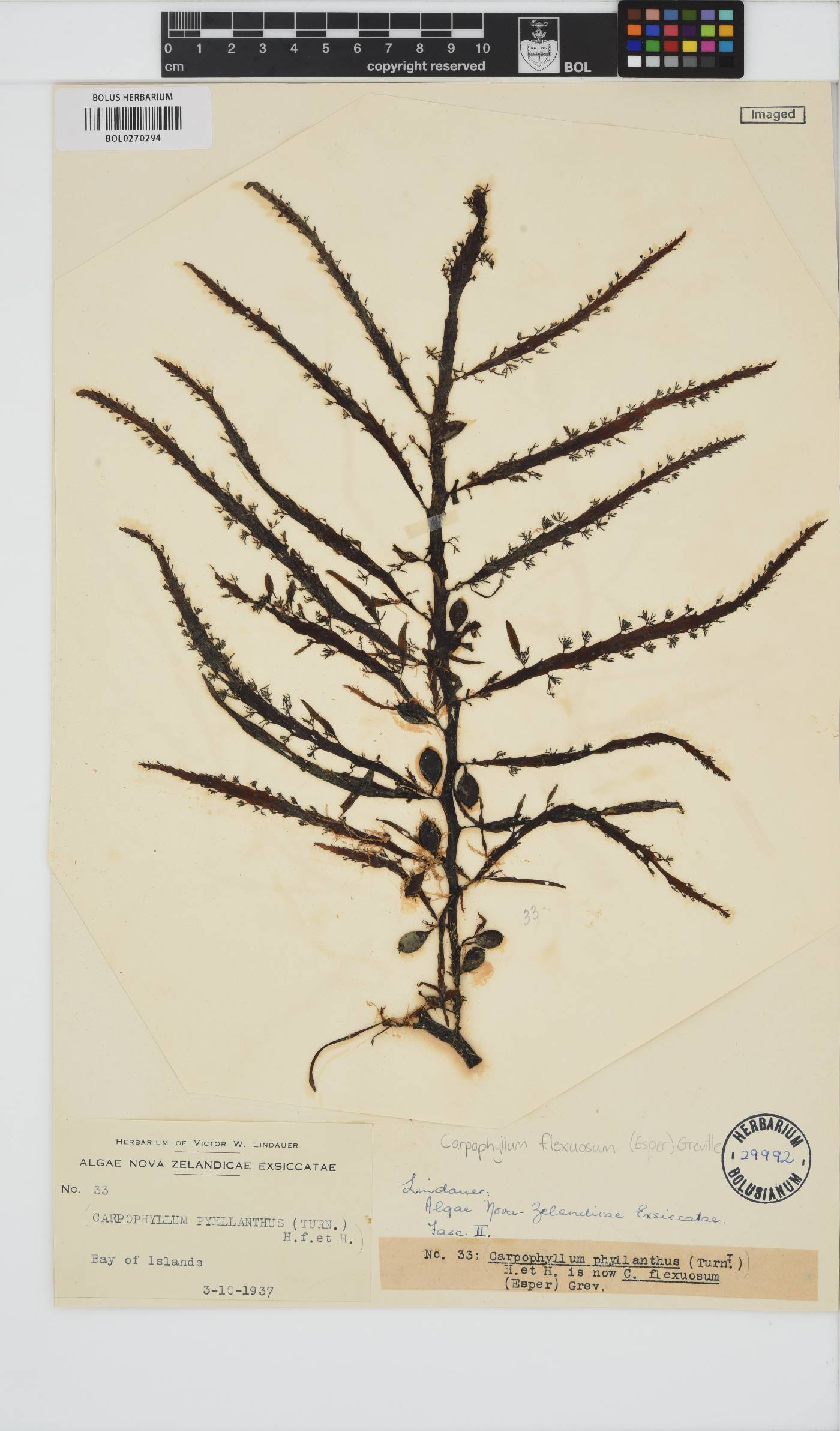 Carpophyllum flexuosum image