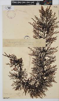 Image of Carpophyllum plumosa