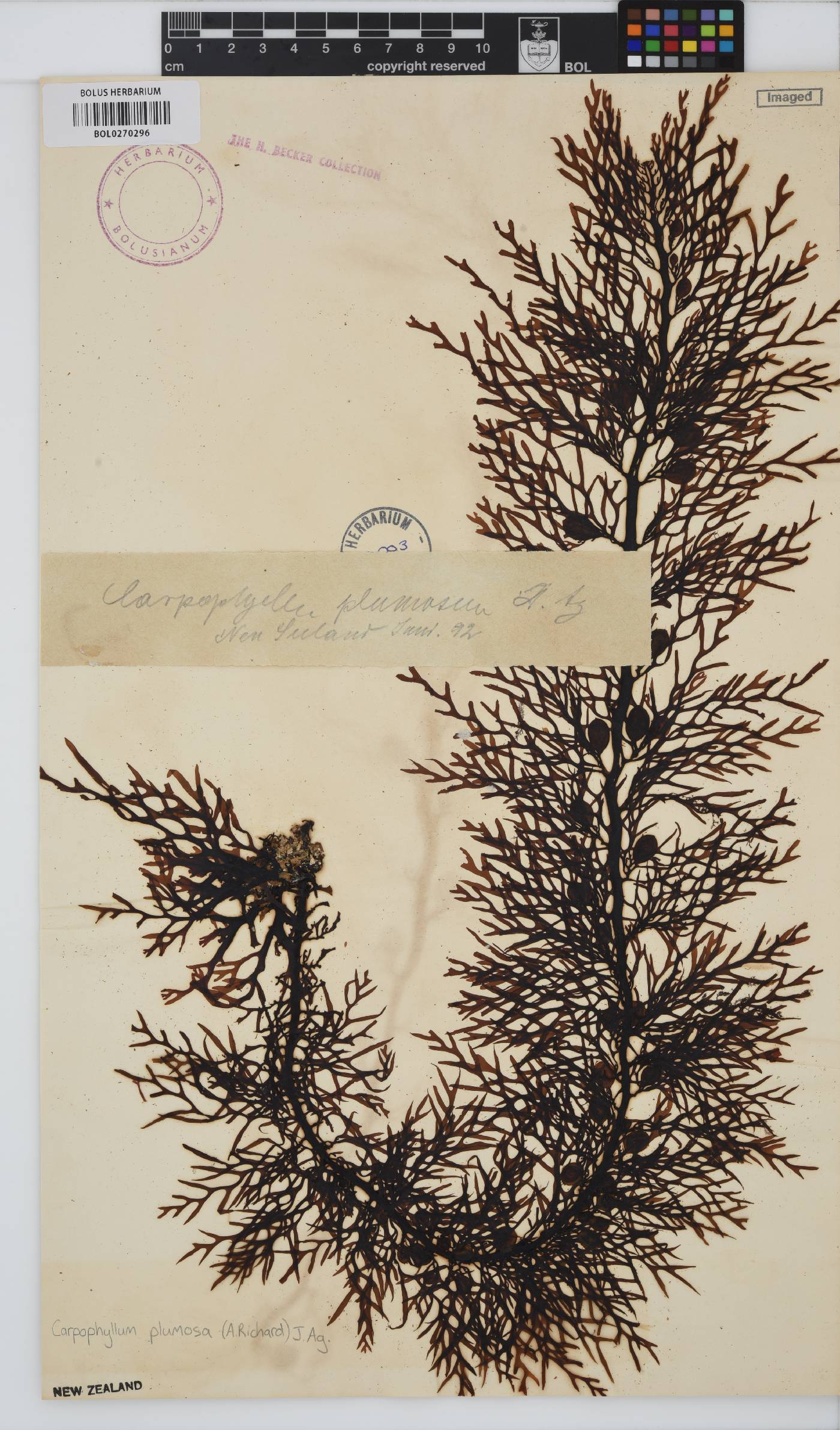 Carpophyllum plumosa image