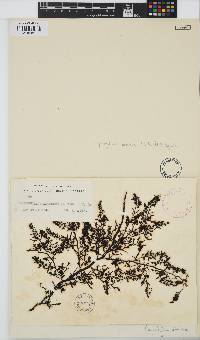 Carpophyllum plumosa image