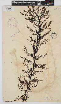 Carpophyllum plumosa image