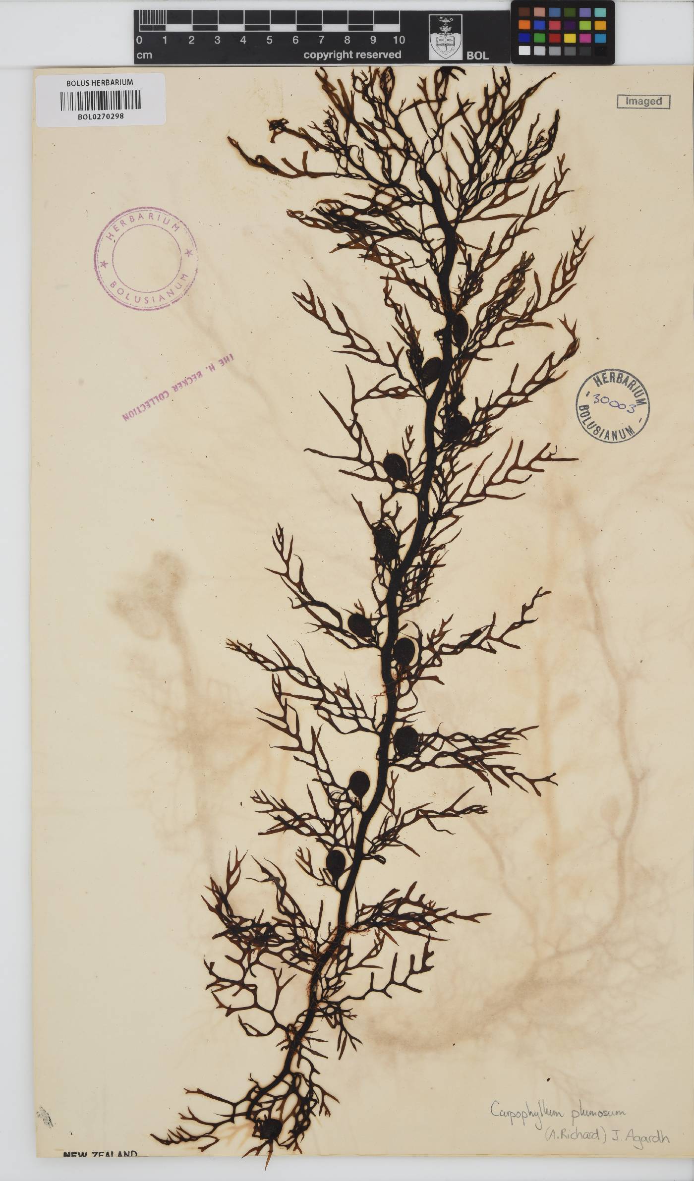 Carpophyllum plumosa image