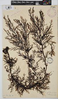 Carpophyllum plumosa image