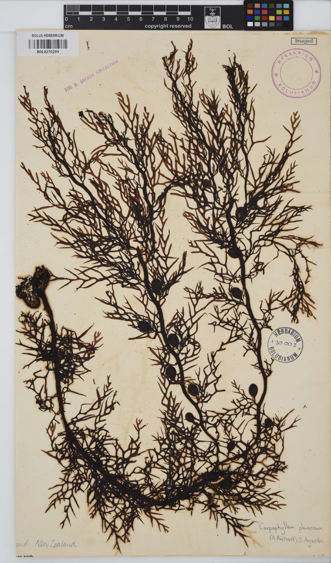 Carpophyllum plumosa image