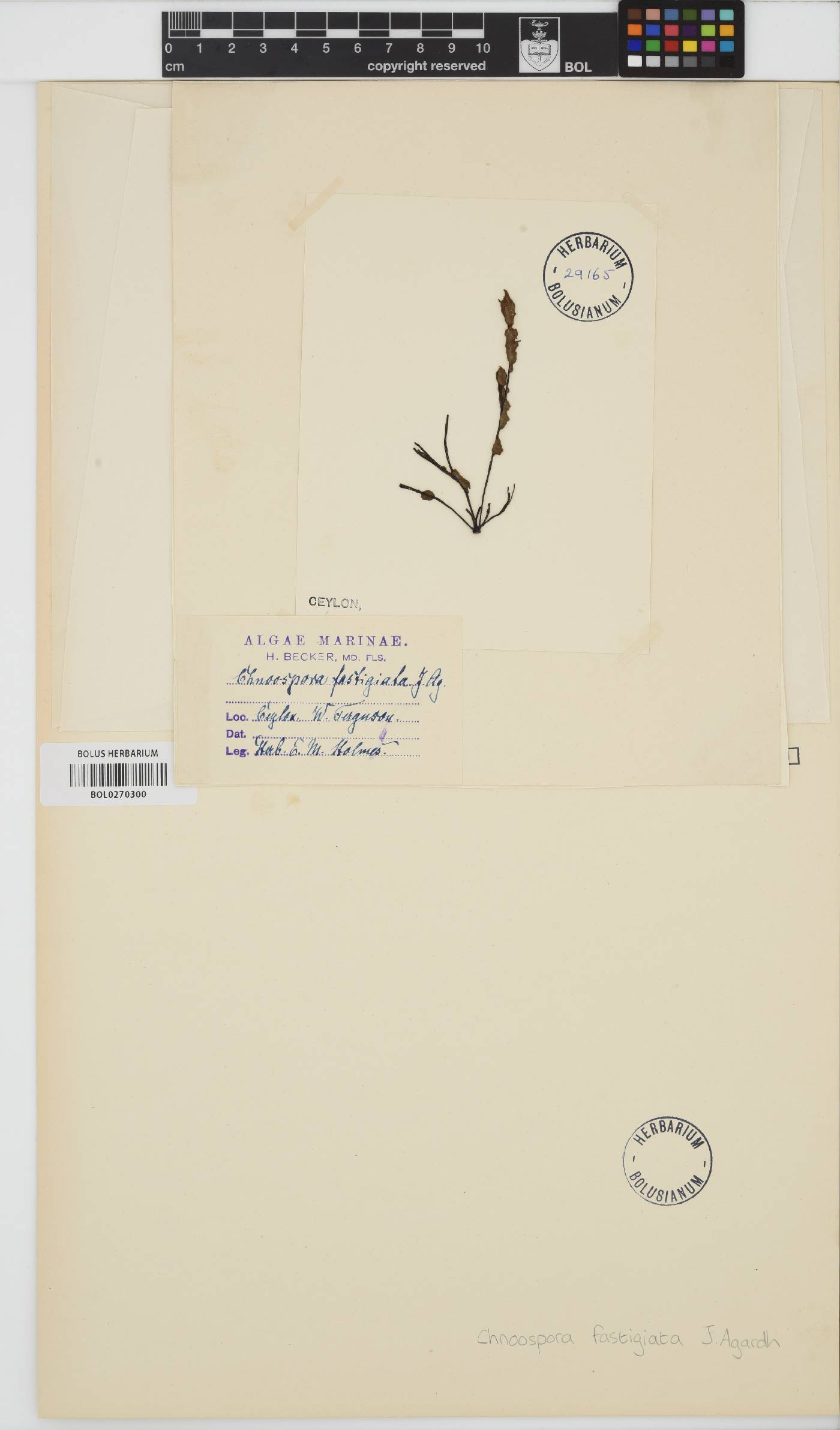 Chnoospora minima image