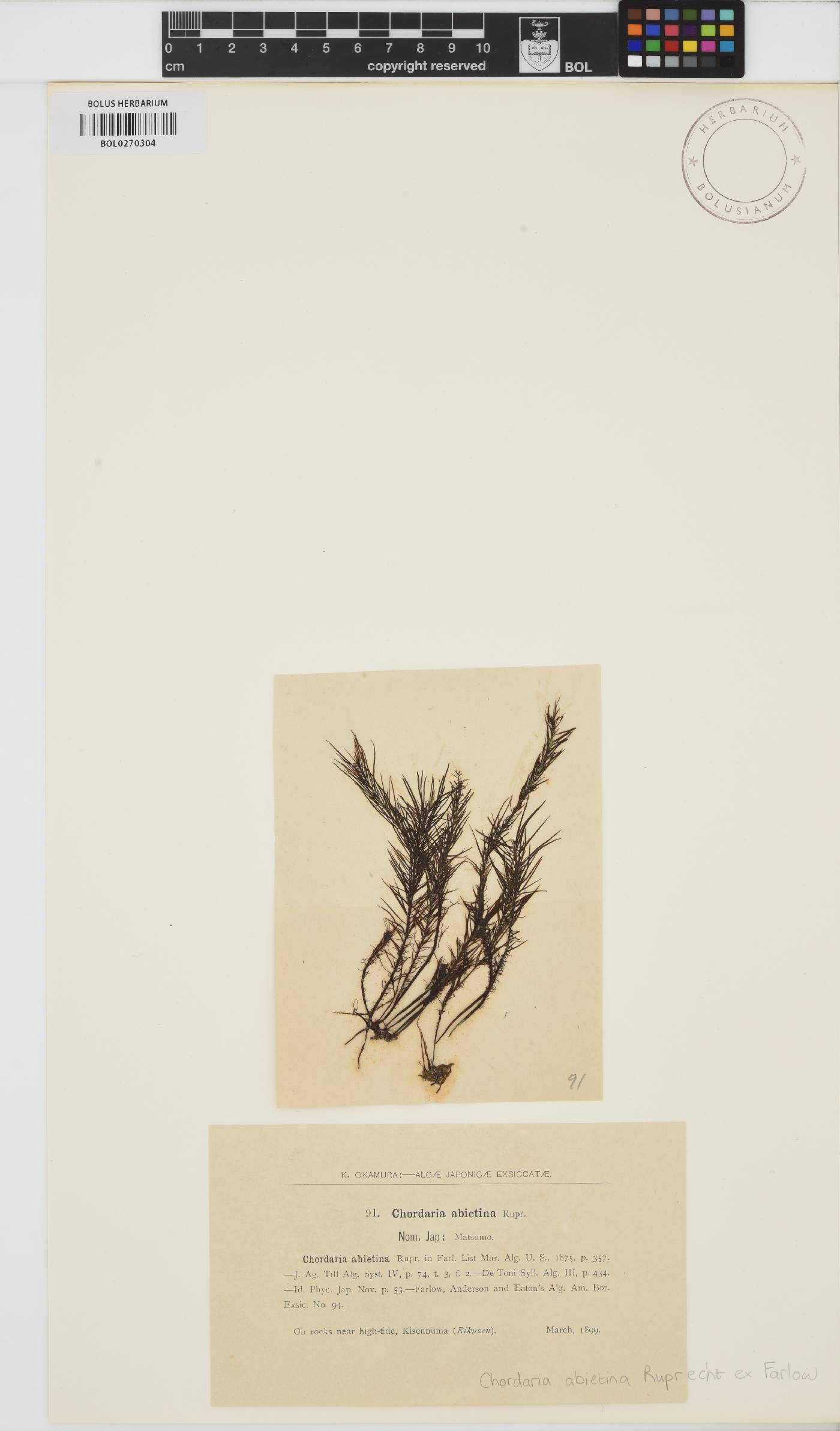 Analipus japonicus image