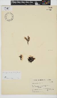 Chnoospora minima image