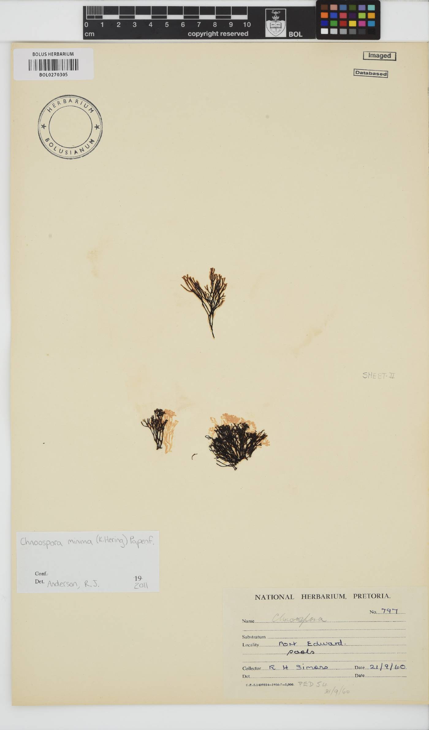 Chnoospora minima image
