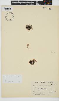 Chnoospora minima image