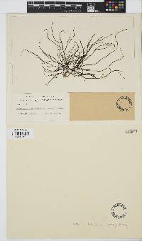 Image of Chordaria cladosiphon
