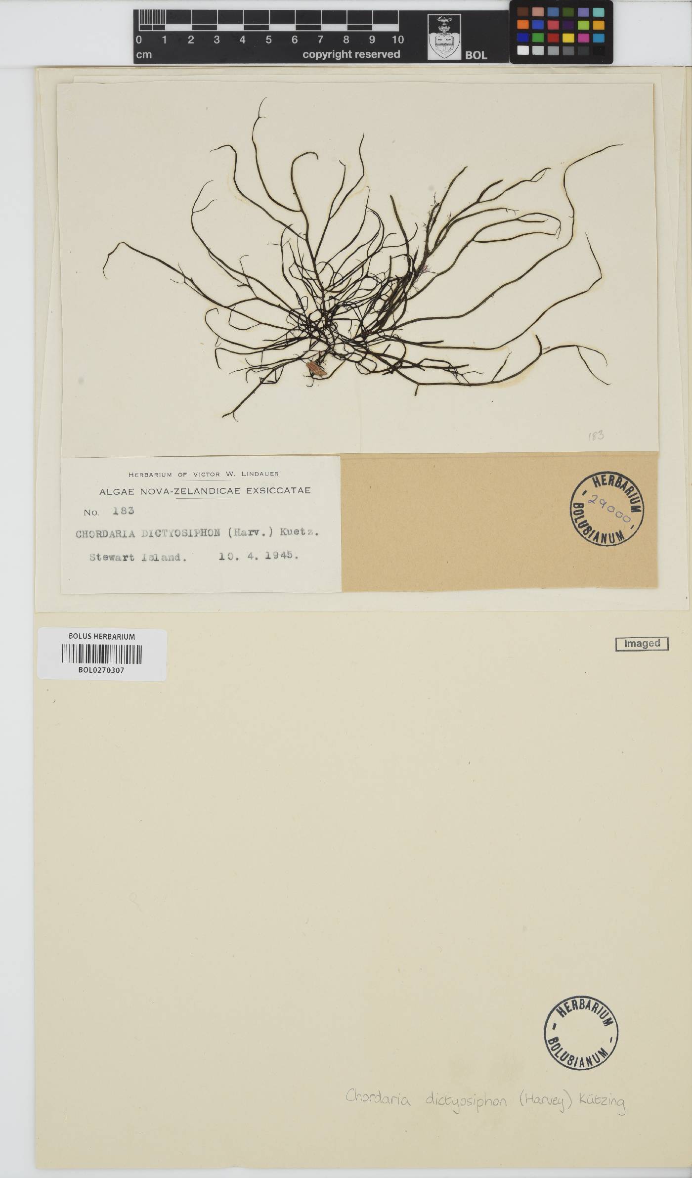 Chordaria cladosiphon image