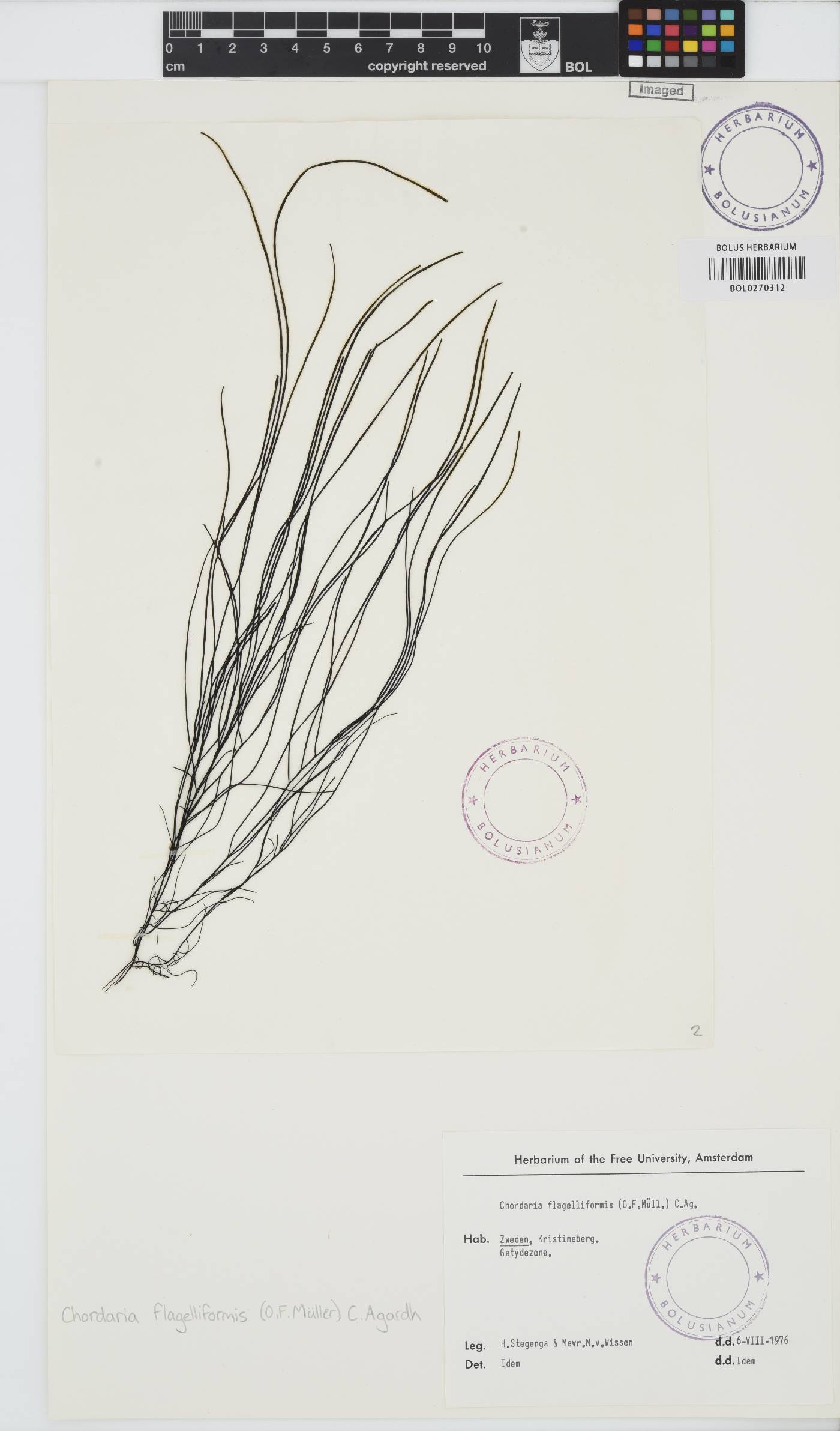 Chordaria flagelliformis image