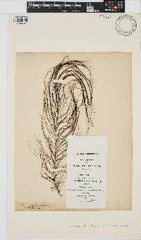 Chordaria flagelliformis image