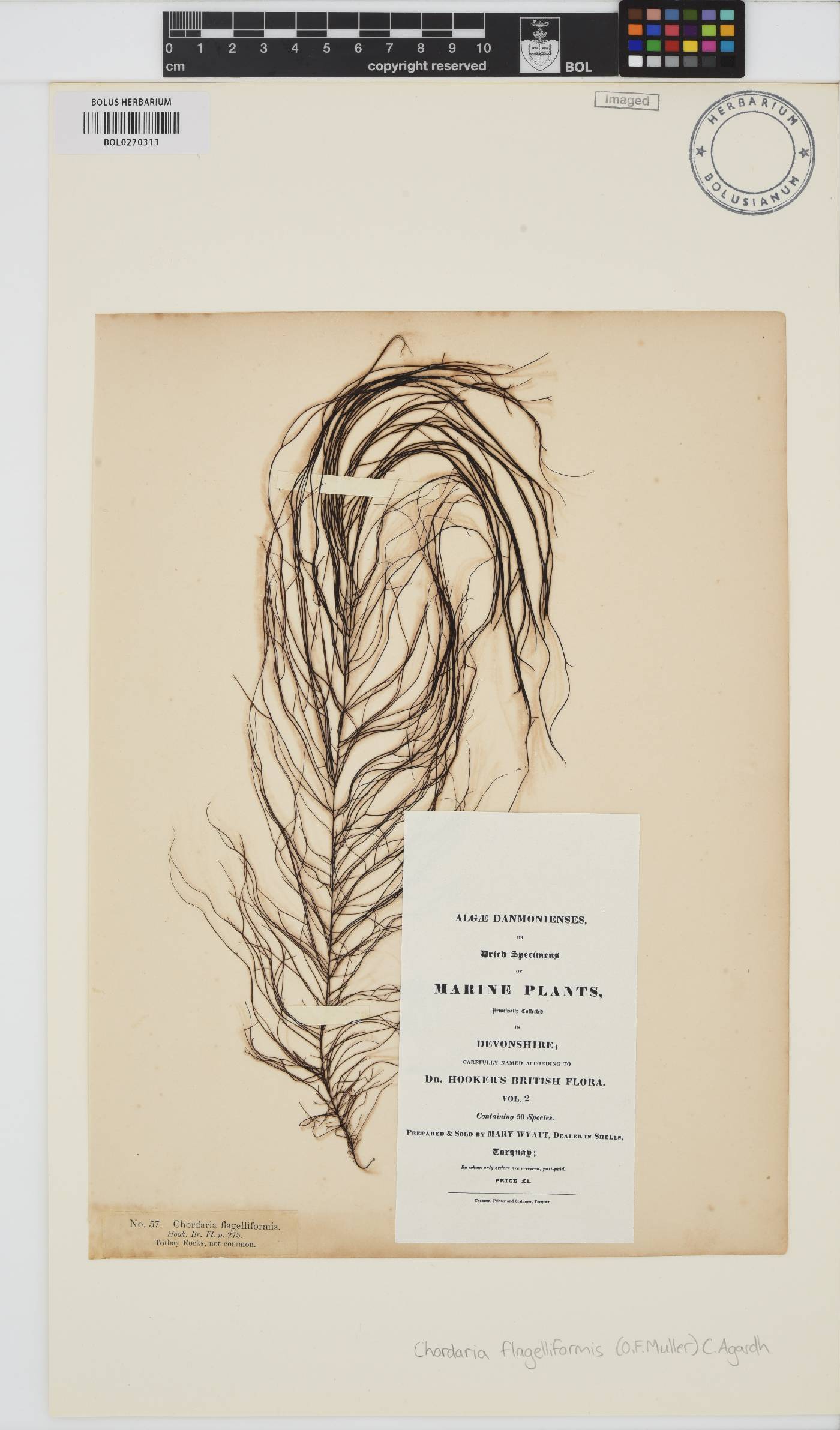 Chordaria flagelliformis image