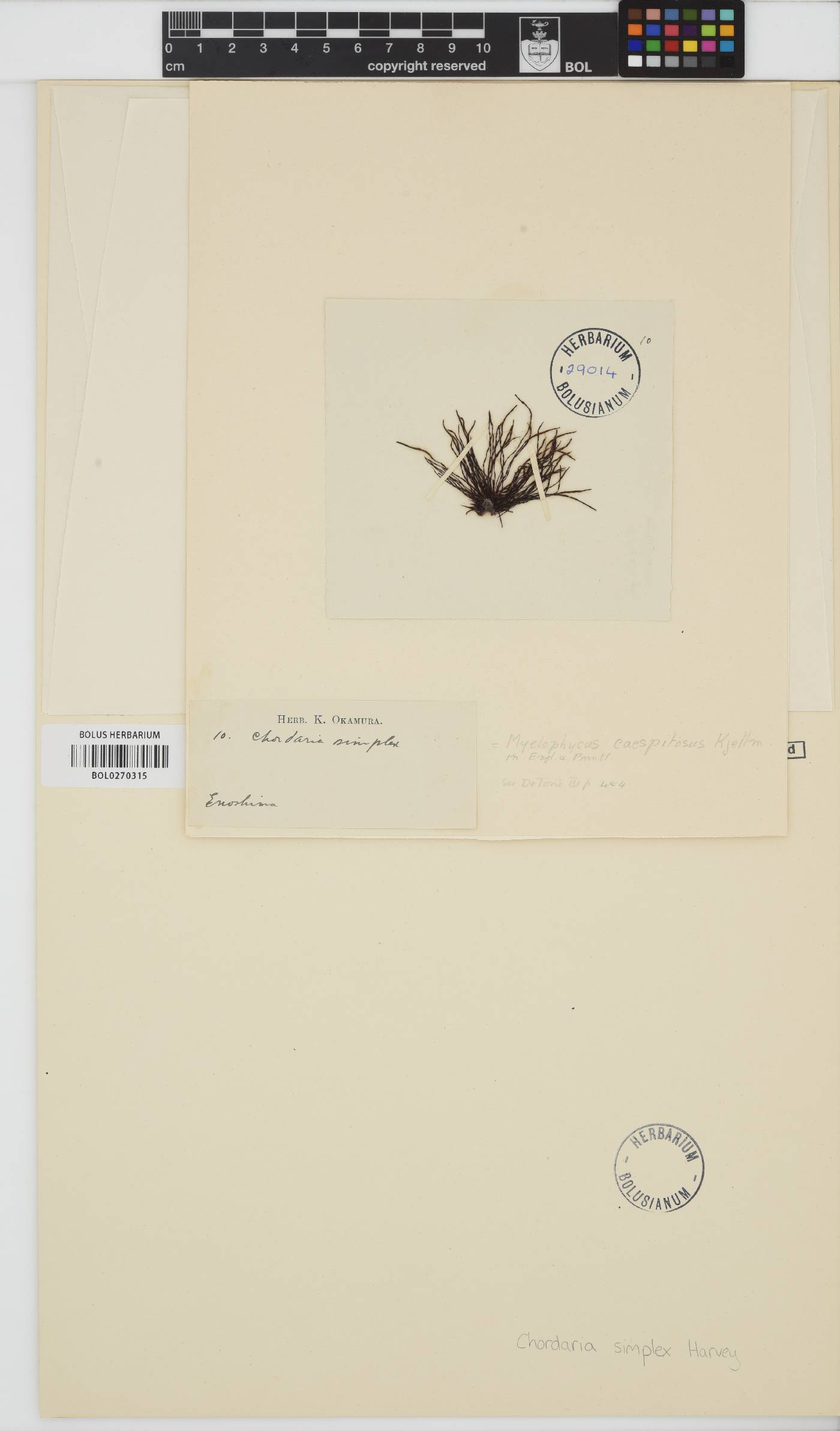 Myelophycus simplex image
