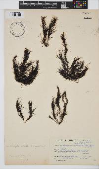 Chordariopsis capensis image