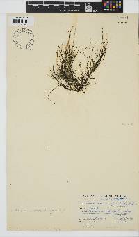 Chordariopsis capensis image