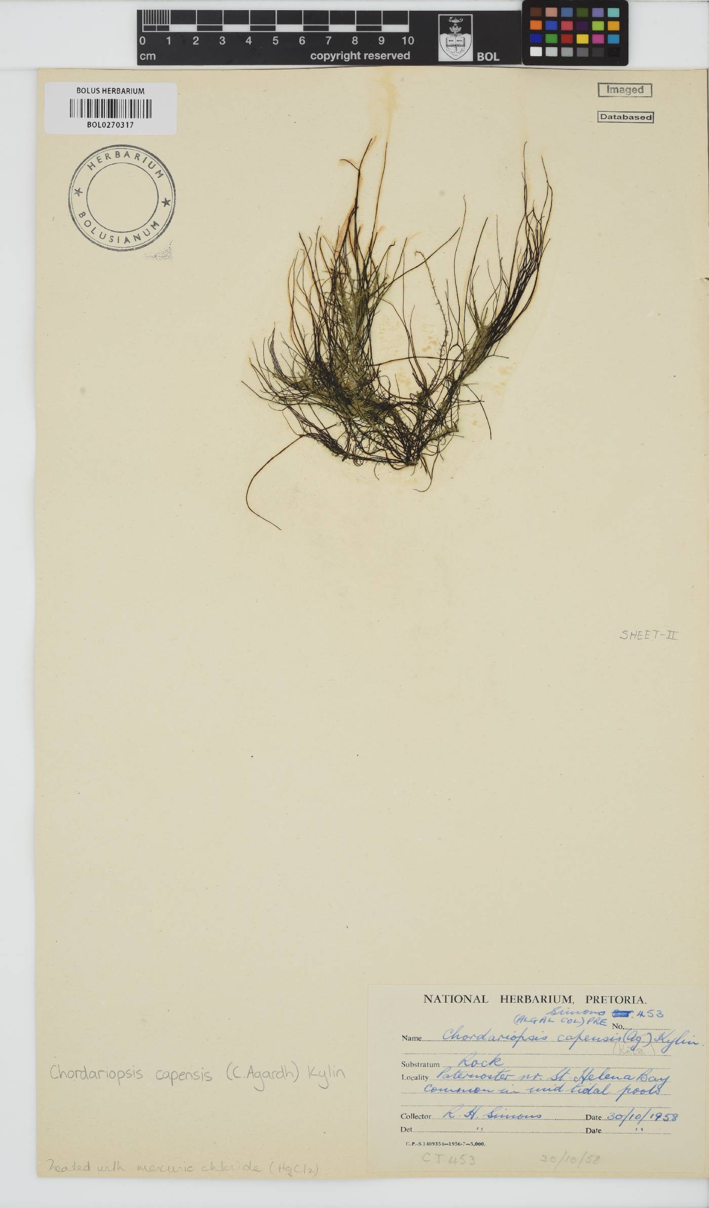 Chordariopsis capensis image