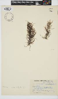 Chordariopsis capensis image
