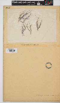 Chordariopsis capensis image