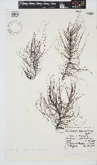 Chordariopsis capensis image