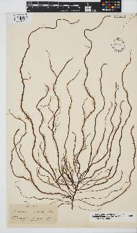 Image of Cladosiphon contortus