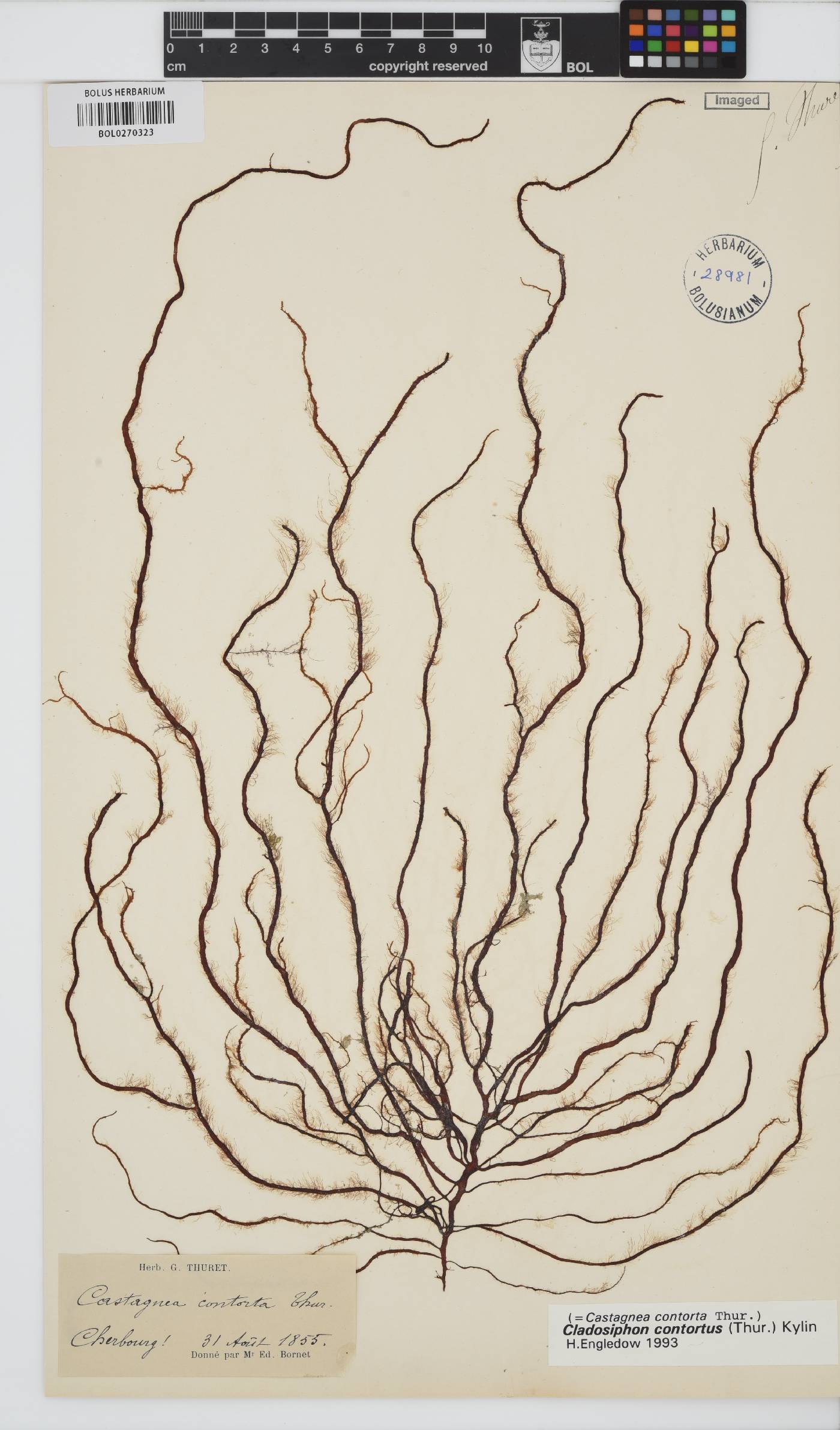 Cladosiphon contortus image
