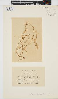 Image of Nemacystus decipiens