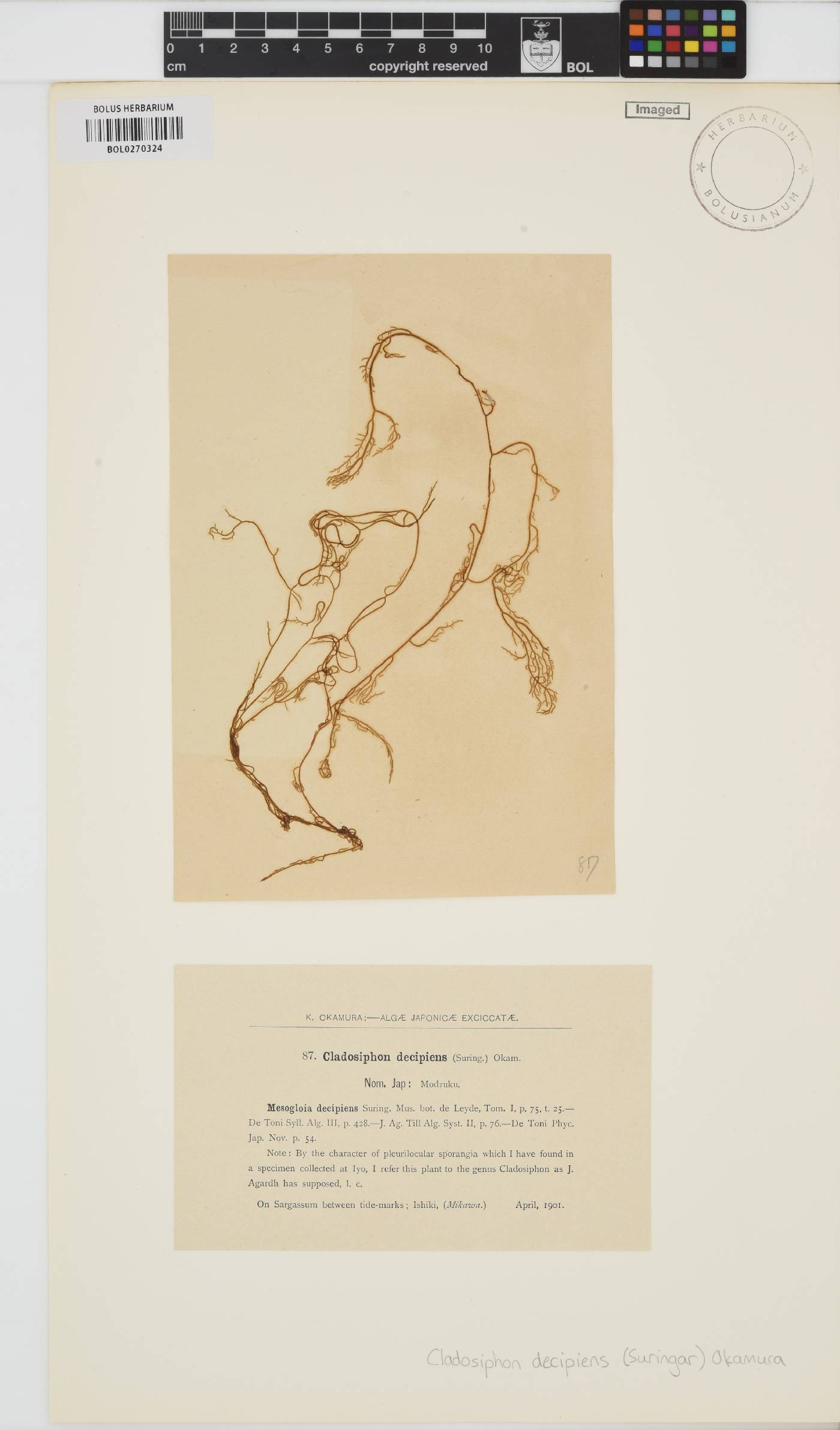Nemacystus decipiens image