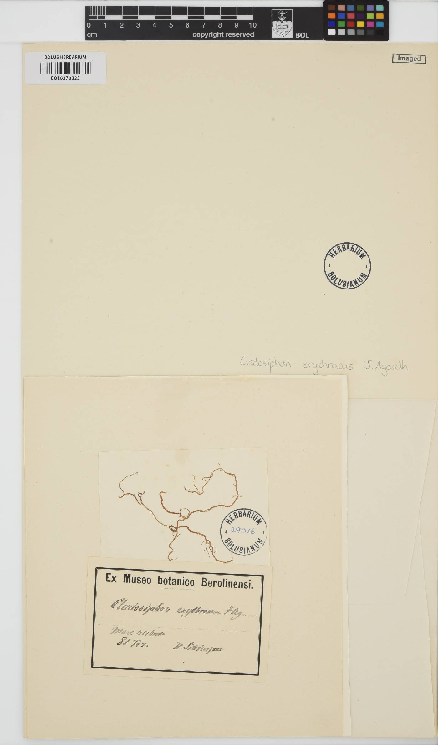 Nemacystus erythraeus image