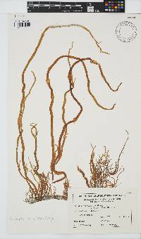 Image of Cladosiphon filum