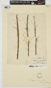 Image of Cladosiphon zosterae