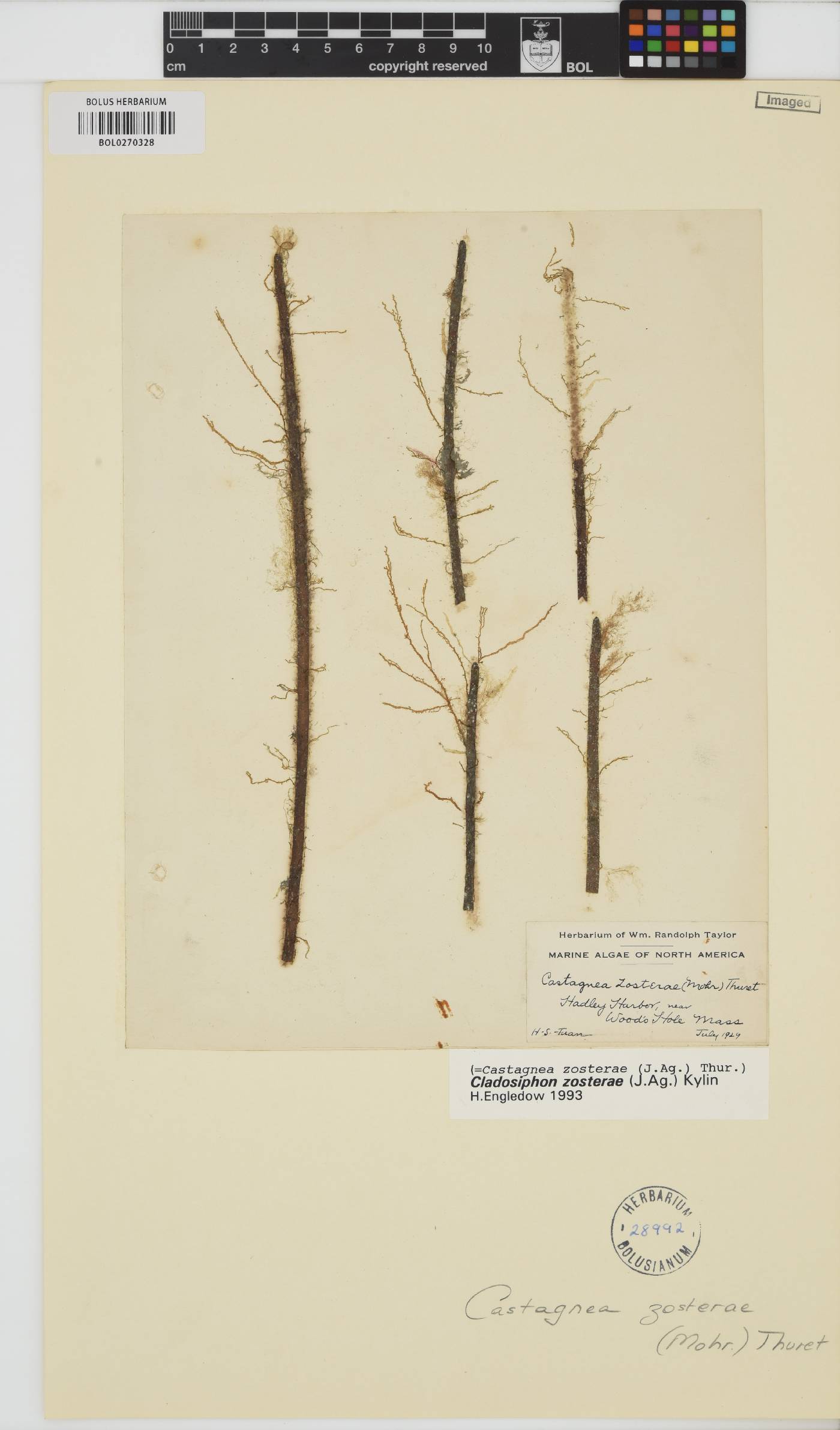 Cladosiphon zosterae image