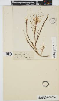Cladosiphon zosterae image