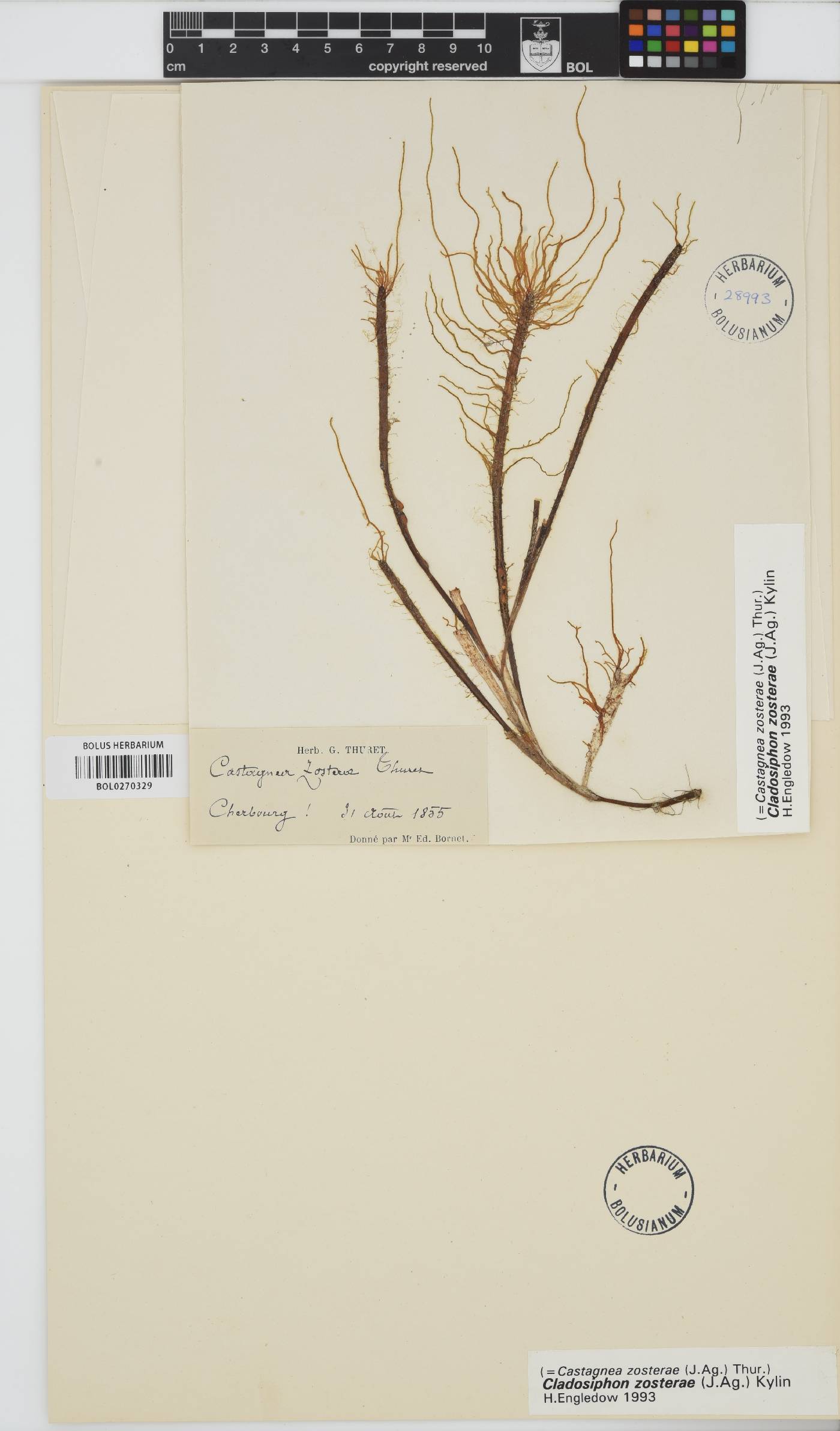 Cladosiphon zosterae image