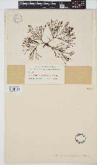 Image of Cladostephus antarcticus