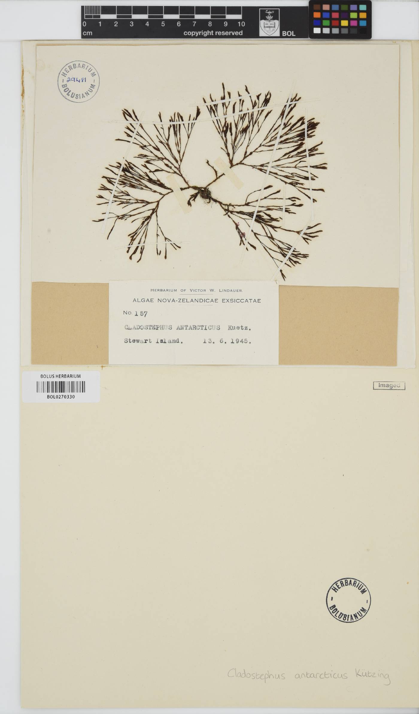 Cladostephus antarcticus image