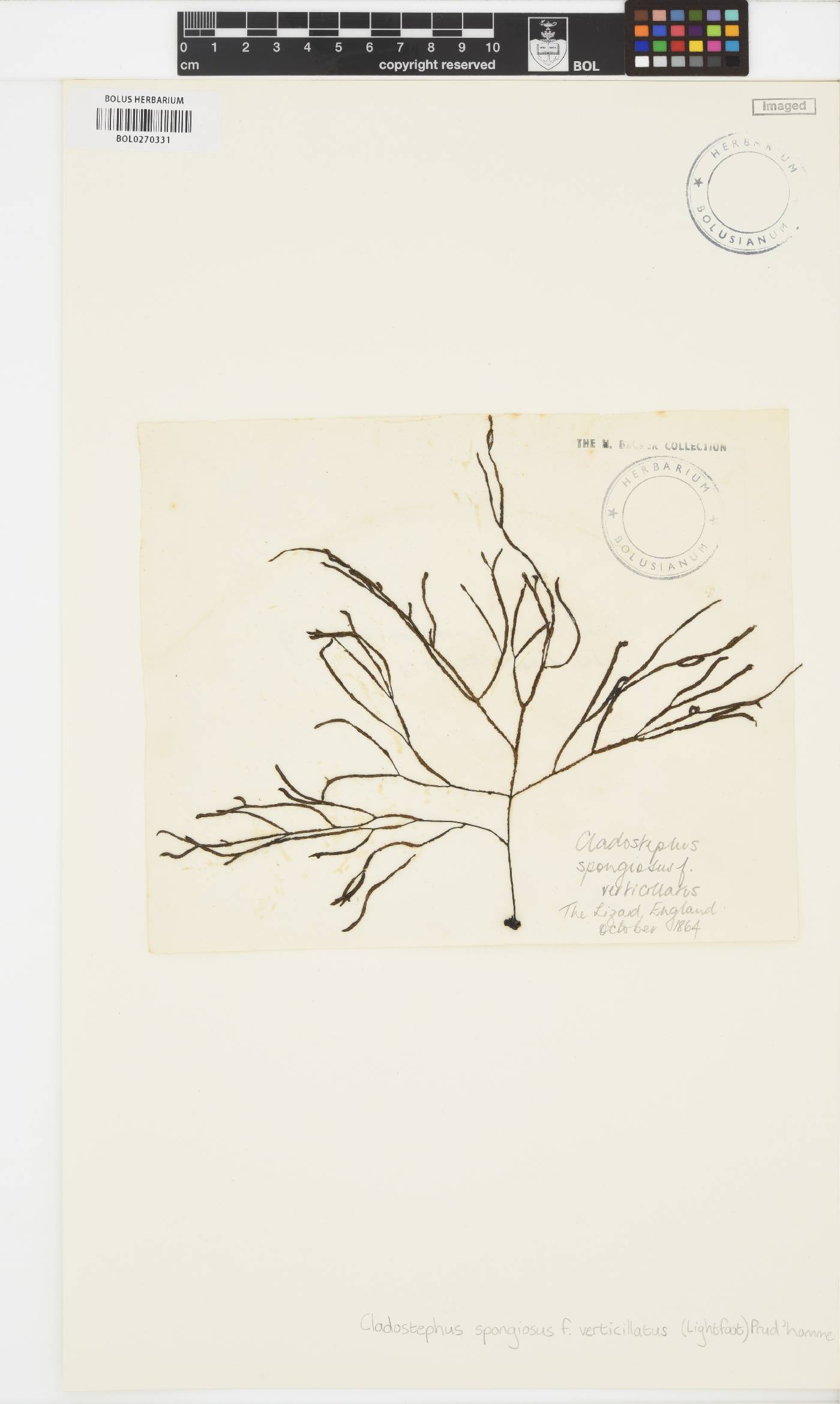 Cladostephus hirsutus image