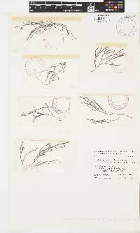 Cladostephus hirsutus image