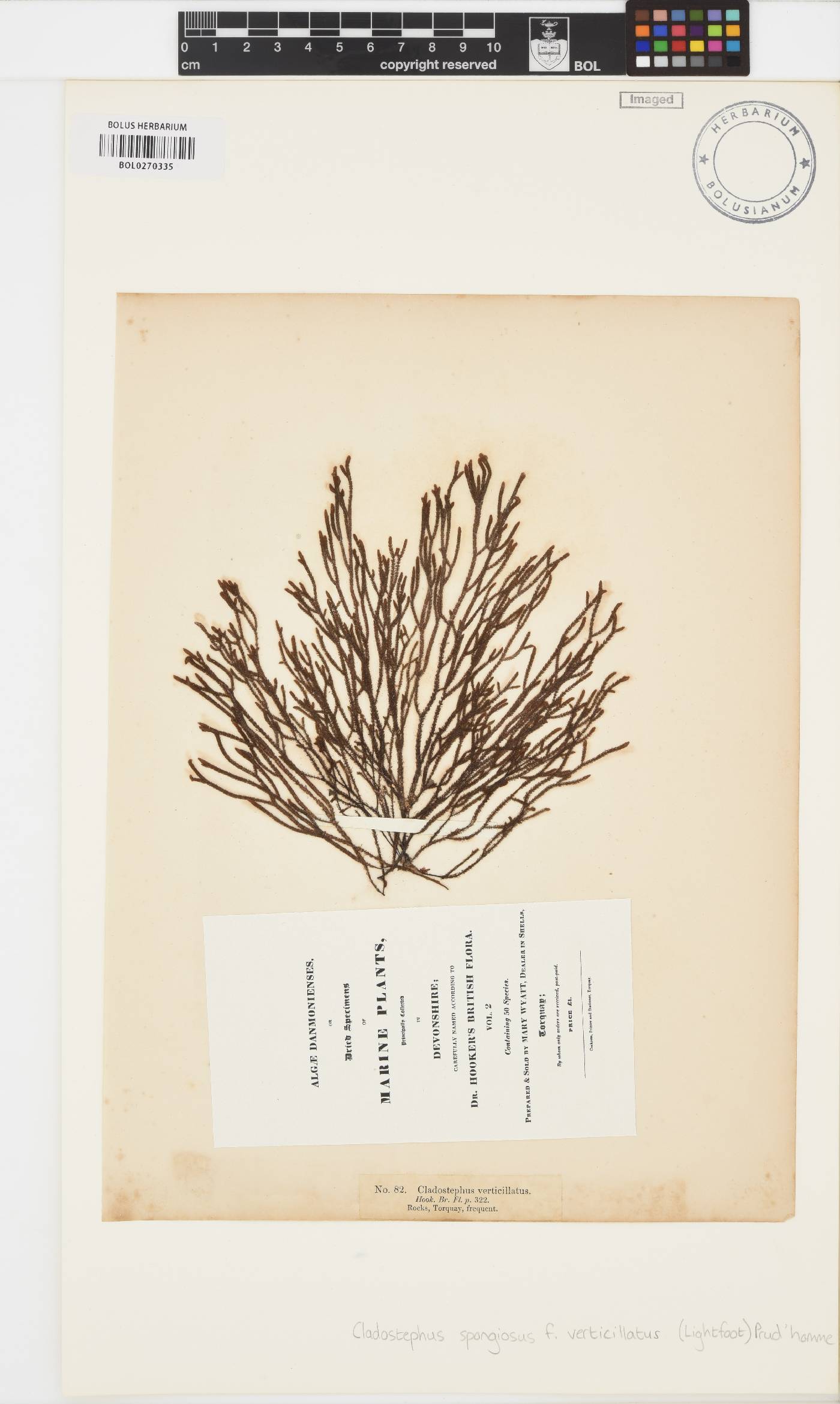 Cladostephus hirsutus image