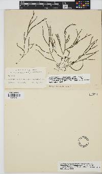 Cladostephus hirsutus image