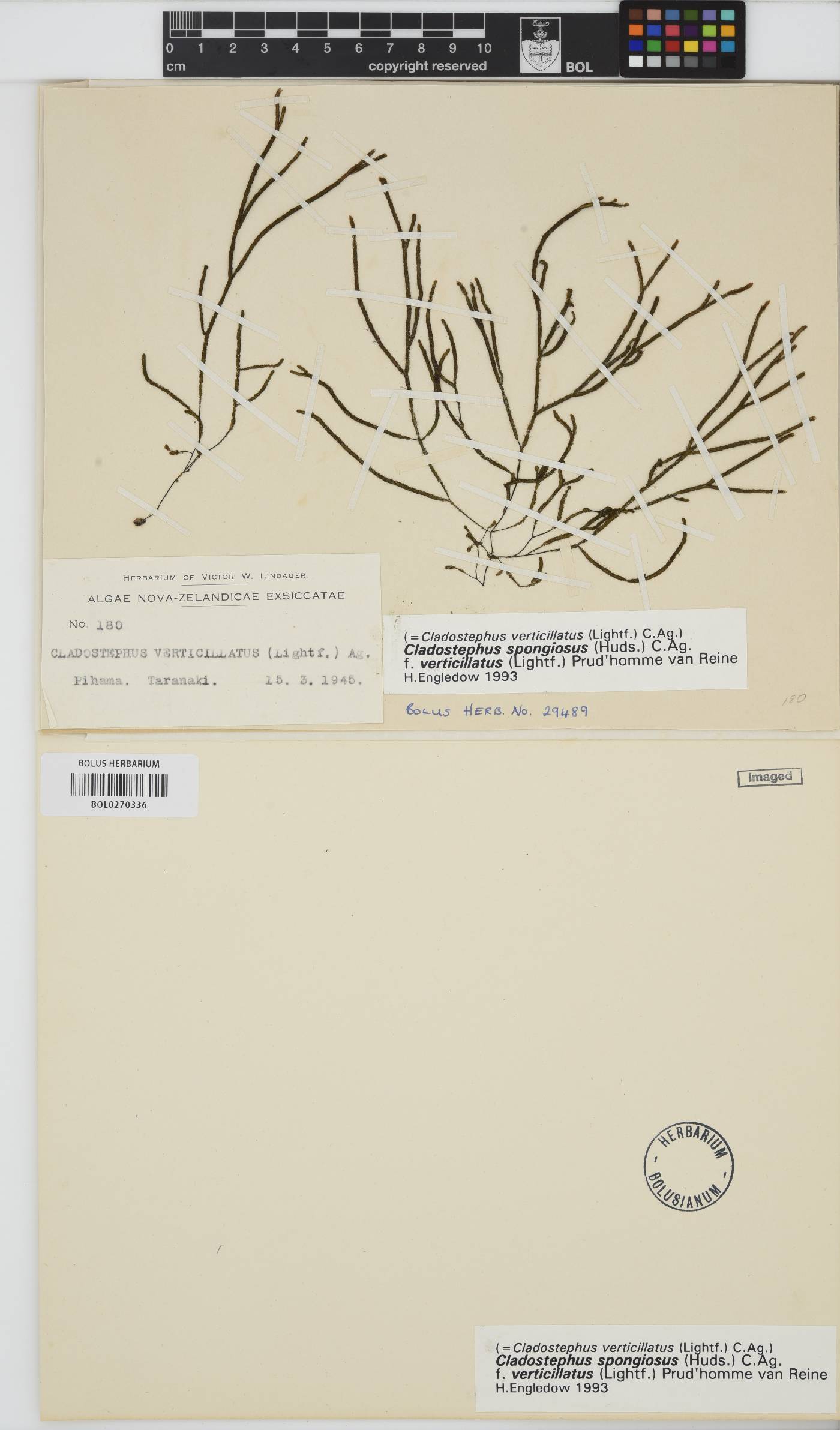 Cladostephus hirsutus image