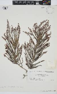 Image of Coccophora langsdorfii